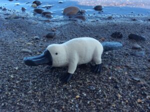 Platypus