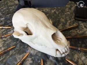 Bear Skull